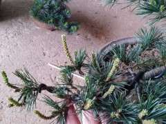 五针松下山桩发芽后 怎么处理 图片