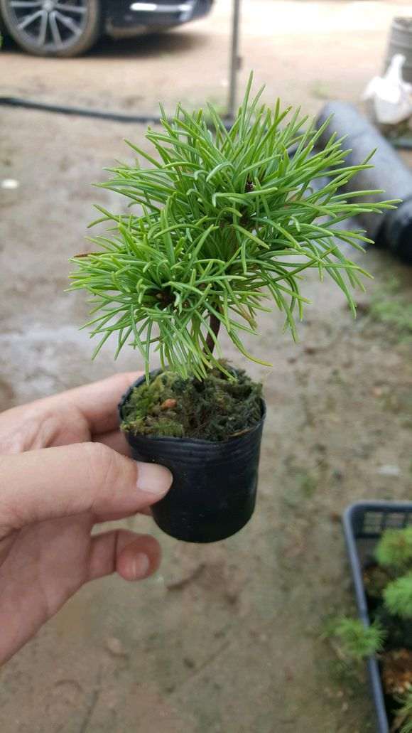 这些是不是吾妻五针松下山桩 图片