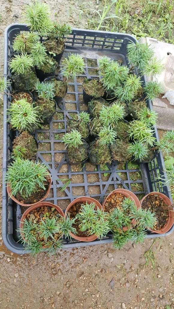 这些是不是吾妻五针松下山桩 图片