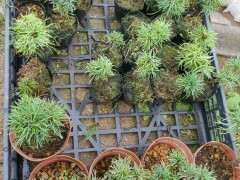 这些是不是吾妻五针松下山桩 图片