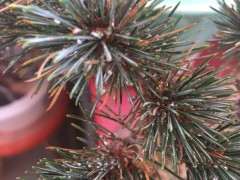 五针松下山桩出些白色棉絮 怎么办 图片