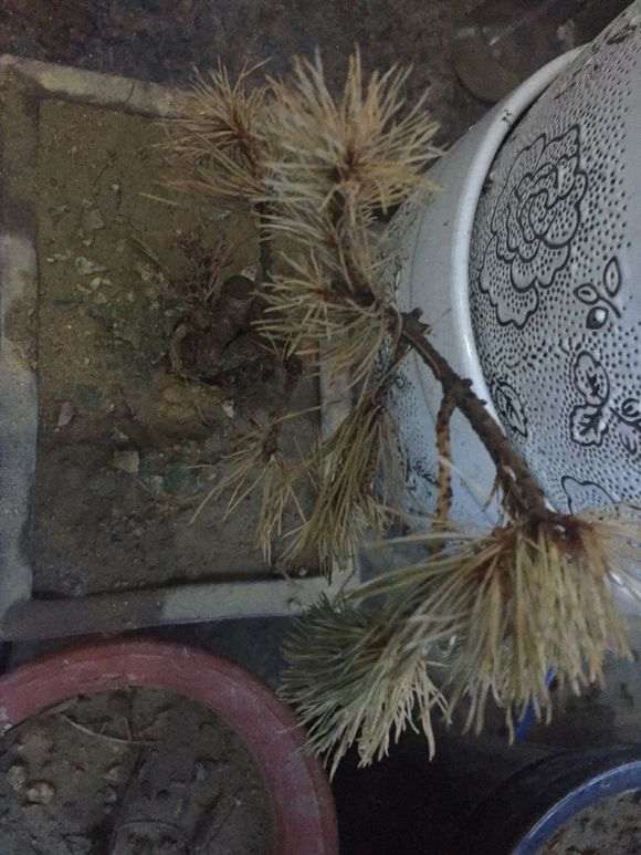 为什么五针松下山桩一天一次浇水 图片