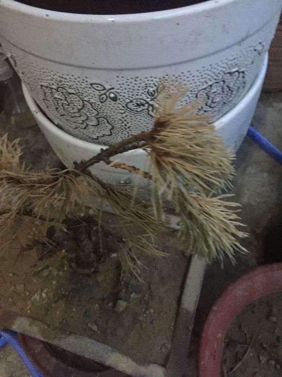 为什么五针松下山桩一天一次浇水 图片