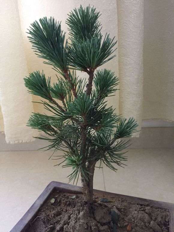 为什么五针松下山桩一天一次浇水 图片