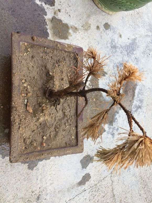 五针松下山桩下山桩怎么浇定根水 图片