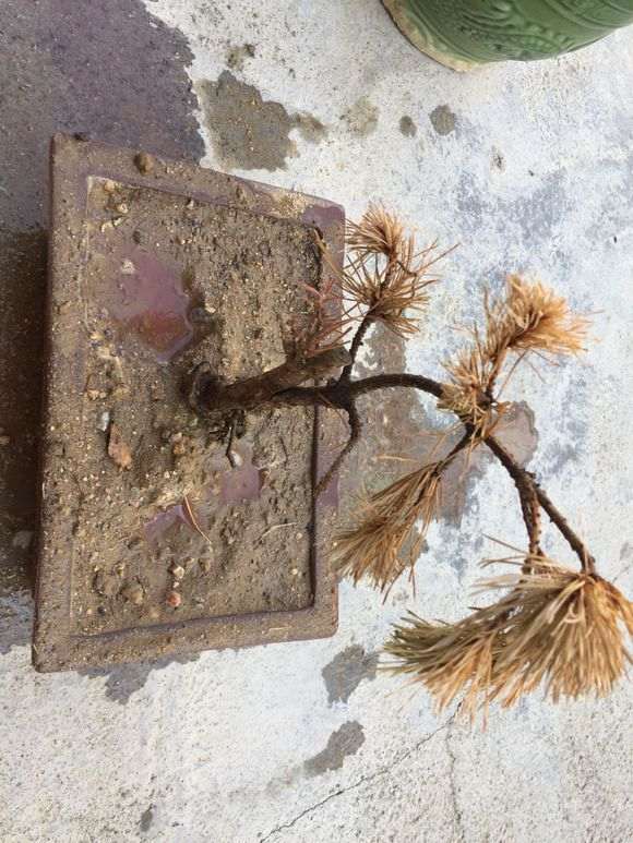 五针松下山桩下山桩怎么浇定根水 图片