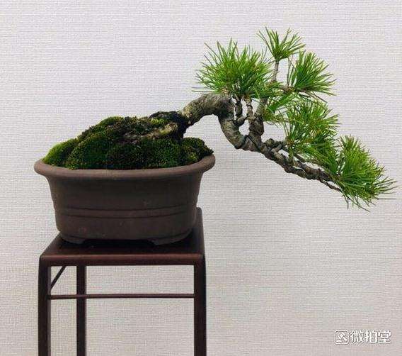 为什么赤石五针松下山桩很冷门 图片