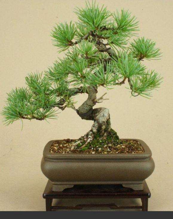 为什么赤石五针松下山桩很冷门 图片