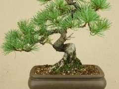 为什么赤石五针松下山桩很冷门 图片