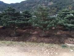 移栽些五针松下山桩怎么造型啊 图片
