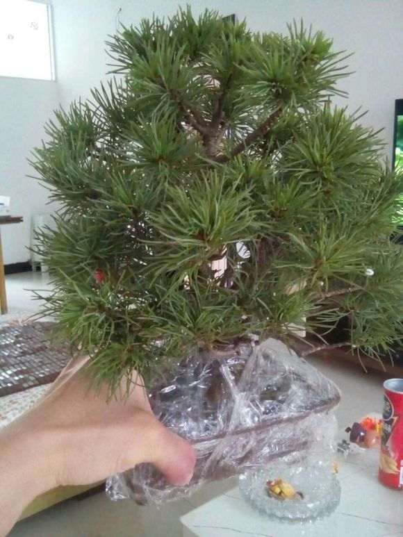 为什么五针松下山桩的针叶那么乱 图片