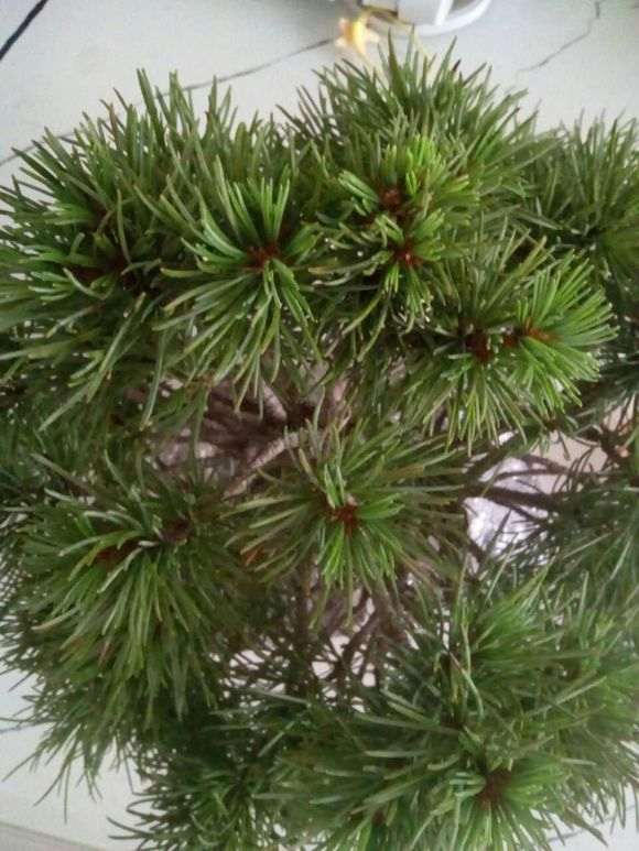 为什么五针松下山桩的针叶那么乱 图片