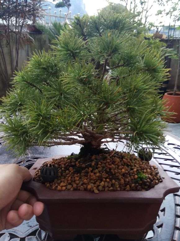 为什么五针松下山桩的针叶那么乱 图片