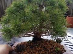 为什么五针松下山桩的针叶那么乱 图片