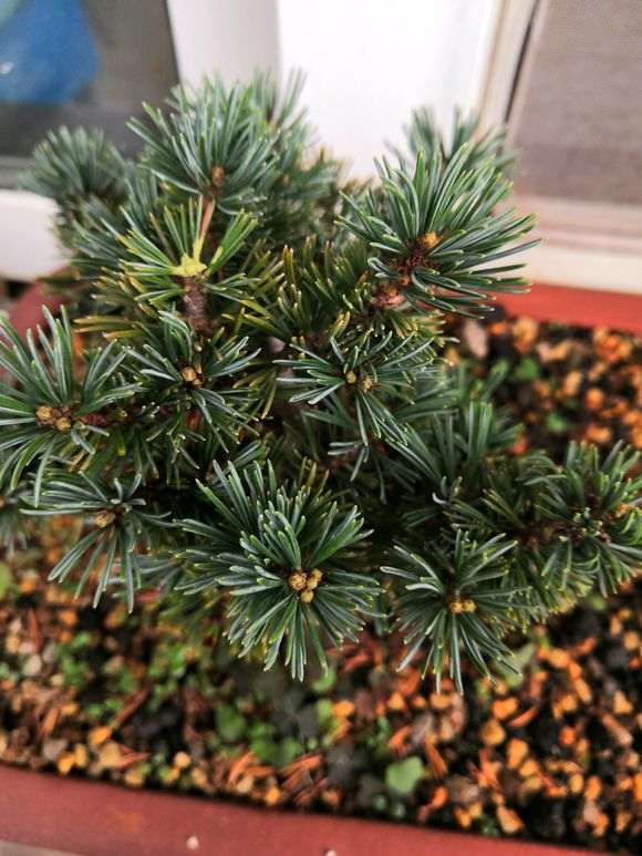 为什么菊水五针松下山桩爆芽了 图片