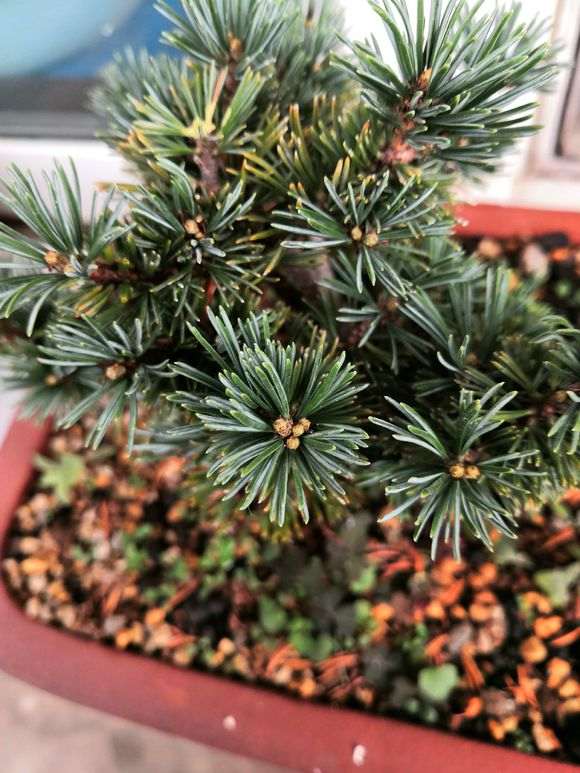 为什么菊水五针松下山桩爆芽了 图片