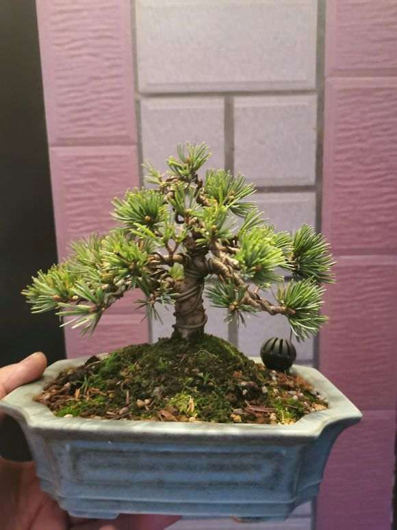 为什么菊水五针松下山桩爆芽了 图片