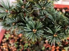 为什么菊水五针松下山桩发芽了 图片