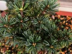 五针松下山桩怎么浇水的方法 图片