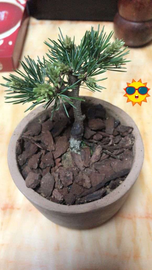 为什么日本明星五针松现在难种 图片