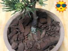 为什么日本明星五针松现在难种 图片