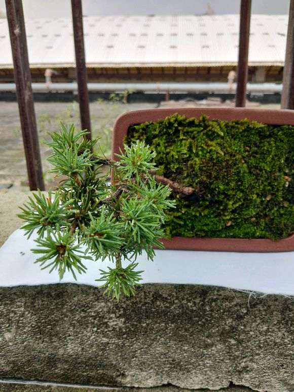 南方种植五针松下山桩怎么养护呢 图片