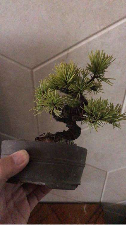 南方种植五针松下山桩怎么养护呢 图片