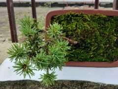 南方种植五针松下山桩怎么养护呢 图片