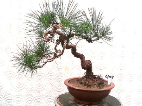 为什么广东种不了五针松下山桩 图片