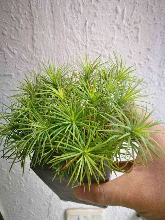 华南五针松下山桩为什么针叶淡黄 图片