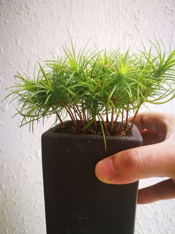 华南五针松下山桩为什么针叶淡黄 图片