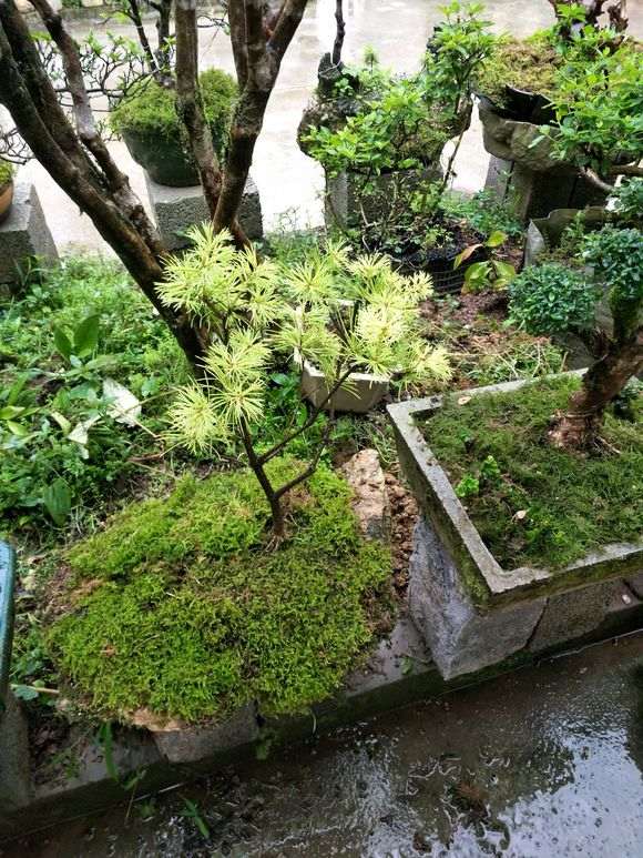 华南五针松下山桩为什么针叶淡黄 图片