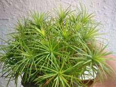 华南五针松下山桩为什么针叶淡黄 图片