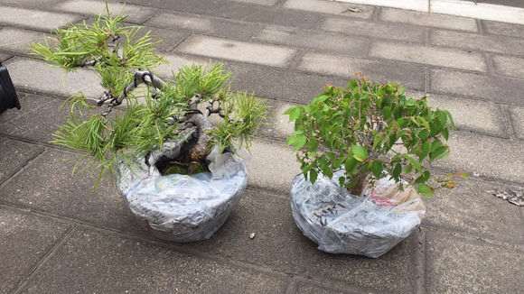 从日本买的五针松下山桩 300元 贵吗 图片