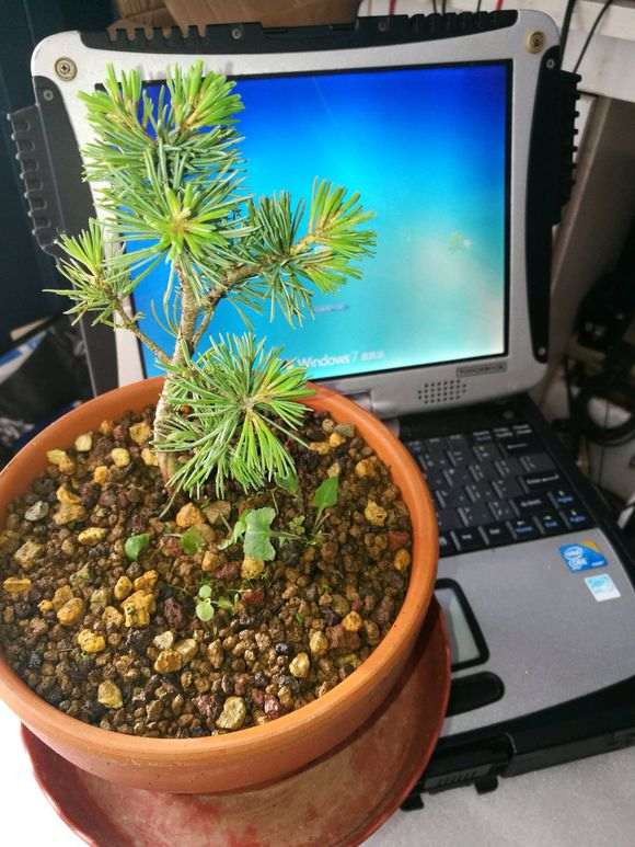 从日本买的五针松下山桩 300元 贵吗 图片