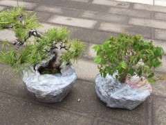 从日本买的五针松下山桩 300元 贵吗 图片