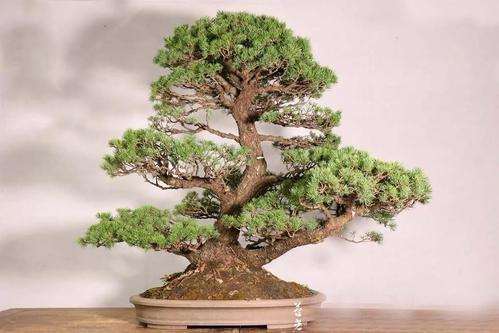 请问四国五针松下山桩是国宝吗 图片