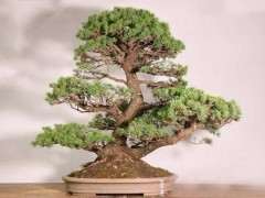 请问四国五针松下山桩是国宝吗 图片