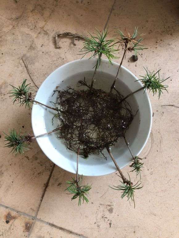 为什么都说五针松下山桩在广东养不活