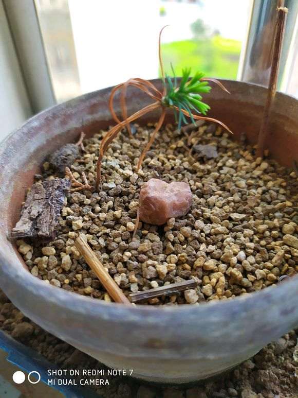 为什么都说五针松下山桩在广东养不活