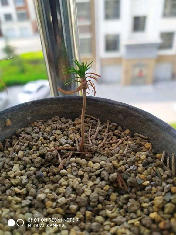 为什么都说五针松下山桩在广东养不活