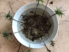 为什么都说五针松下山桩在广东养不活