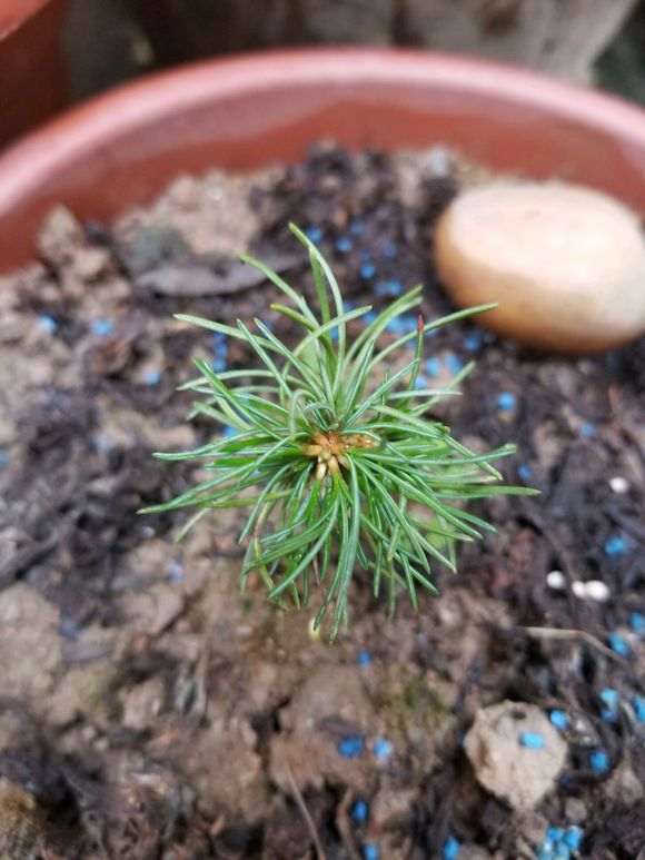 五针松下山桩在广东可以发芽吗 图片