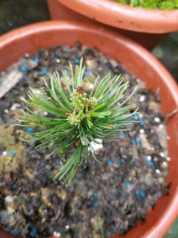 五针松下山桩在广东可以发芽吗 图片