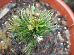 五针松下山桩在广东可以发芽吗 图片