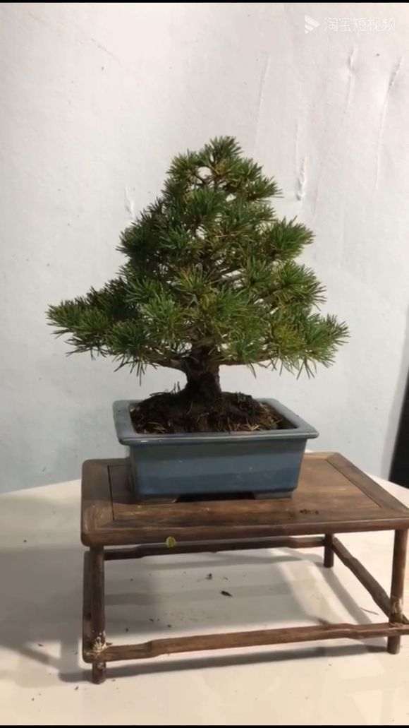 福州适不适合养日本五针松下山桩 图片
