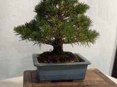 福州适不适合养日本五针松下山桩 图片