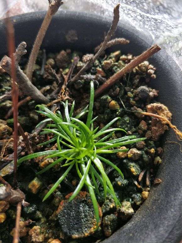 五针松下山桩什么温度 几天发芽 图片