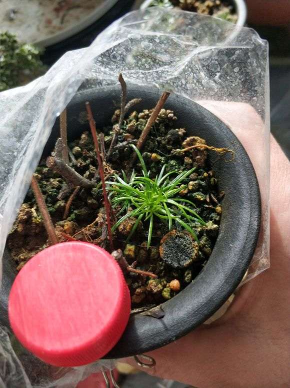 五针松下山桩什么温度 几天发芽 图片