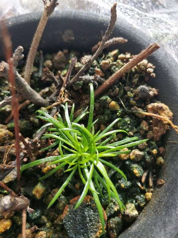 五针松下山桩什么温度 几天发芽 图片